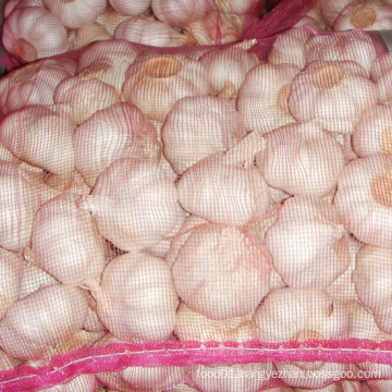 New Crop High Quality Chinese Garlic